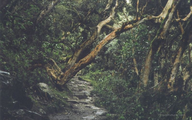 Inca trail tree trail path